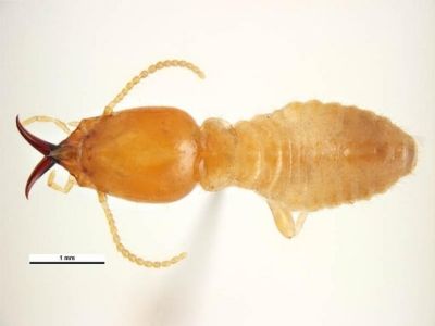 Coptotermes spp. australian termite ipswich area qld 4305
