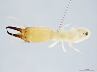 Heterotermes spp. australian termite ipswich area qld 4305