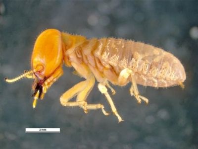 Mastotermes spp. giant northern termite ipswich area qld 4305