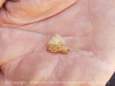 Microcerotermes spp. australian termite queen ipswich area qld 4305