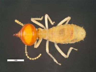 Nasutitermes spp. australian termite ipswich area qld 4305