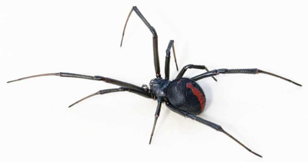 redback spiders in australia